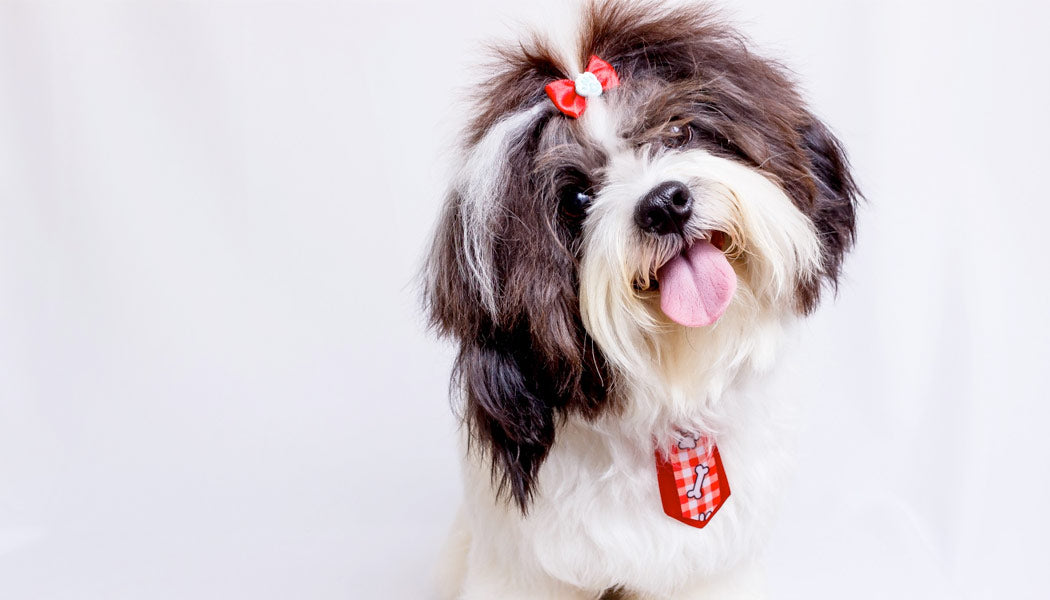 Shih Tzu - Dog Breeds That Live The Longest