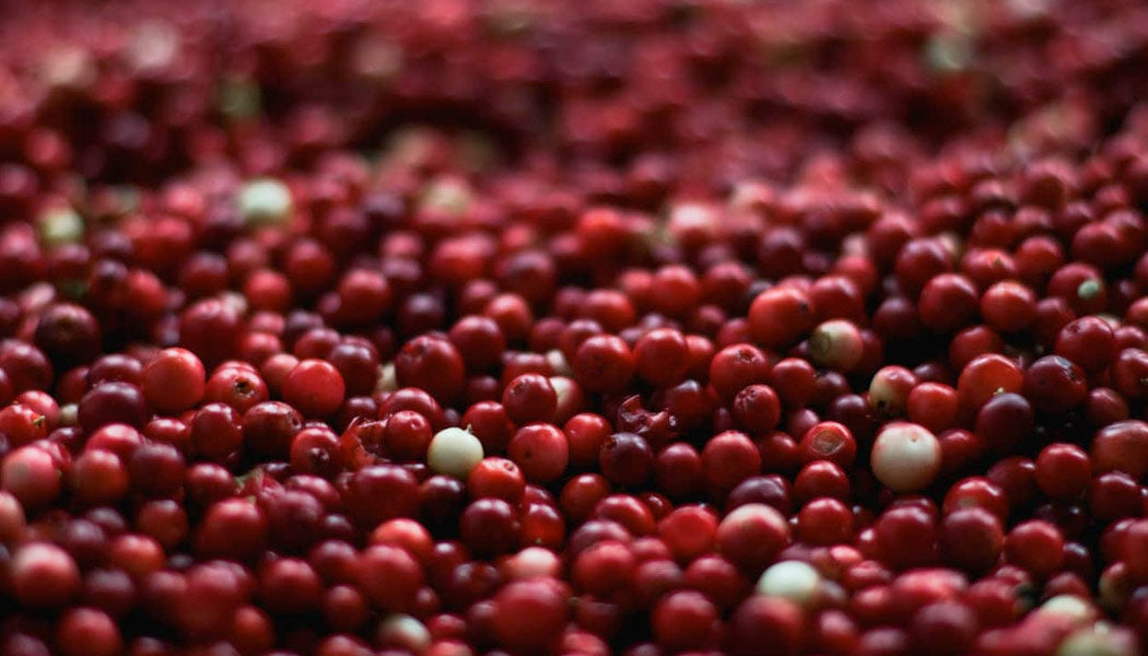 Cranberries - Best Fruits Safe for Dogs
