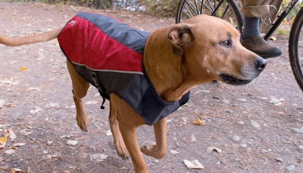 Element jacket for dogs