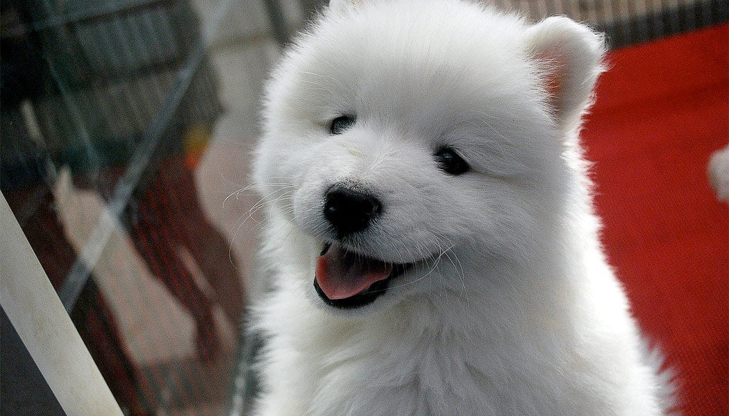 cute white puppy