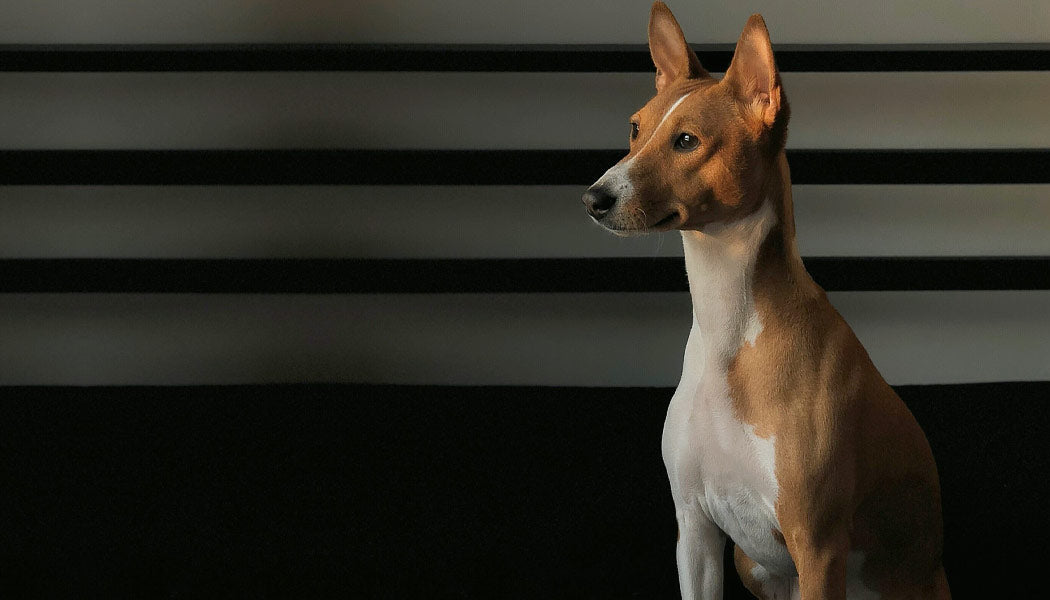 Basenji - 10 Dog Breeds That Bark The Least