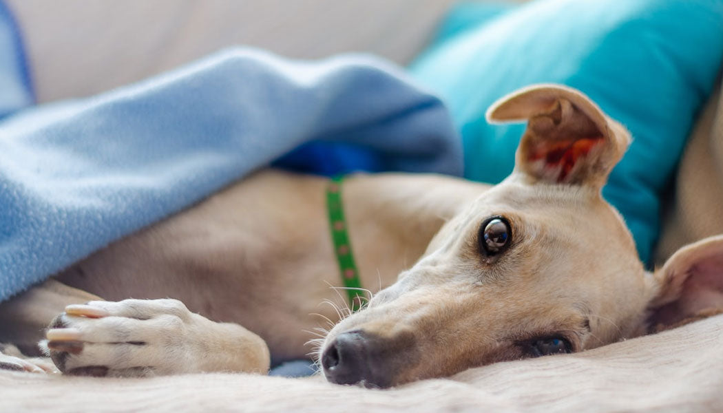 Source Alt Text: a greyhound lays with a blanket