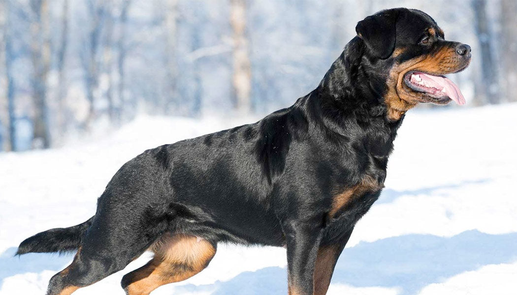 Rottweilers