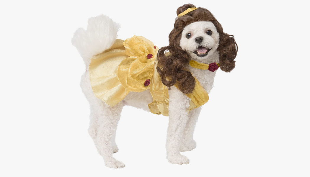 A dog wearing a costume from Beauty & the Beast
