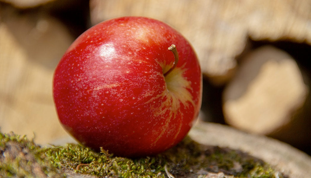 Apples - Best Fruits Safe for Dogs