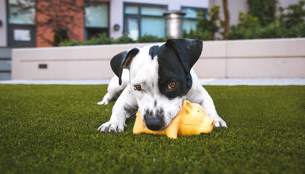 Cute Dog Biting