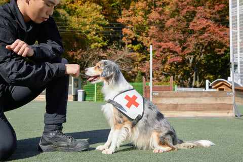 A Medical Dog Assistant