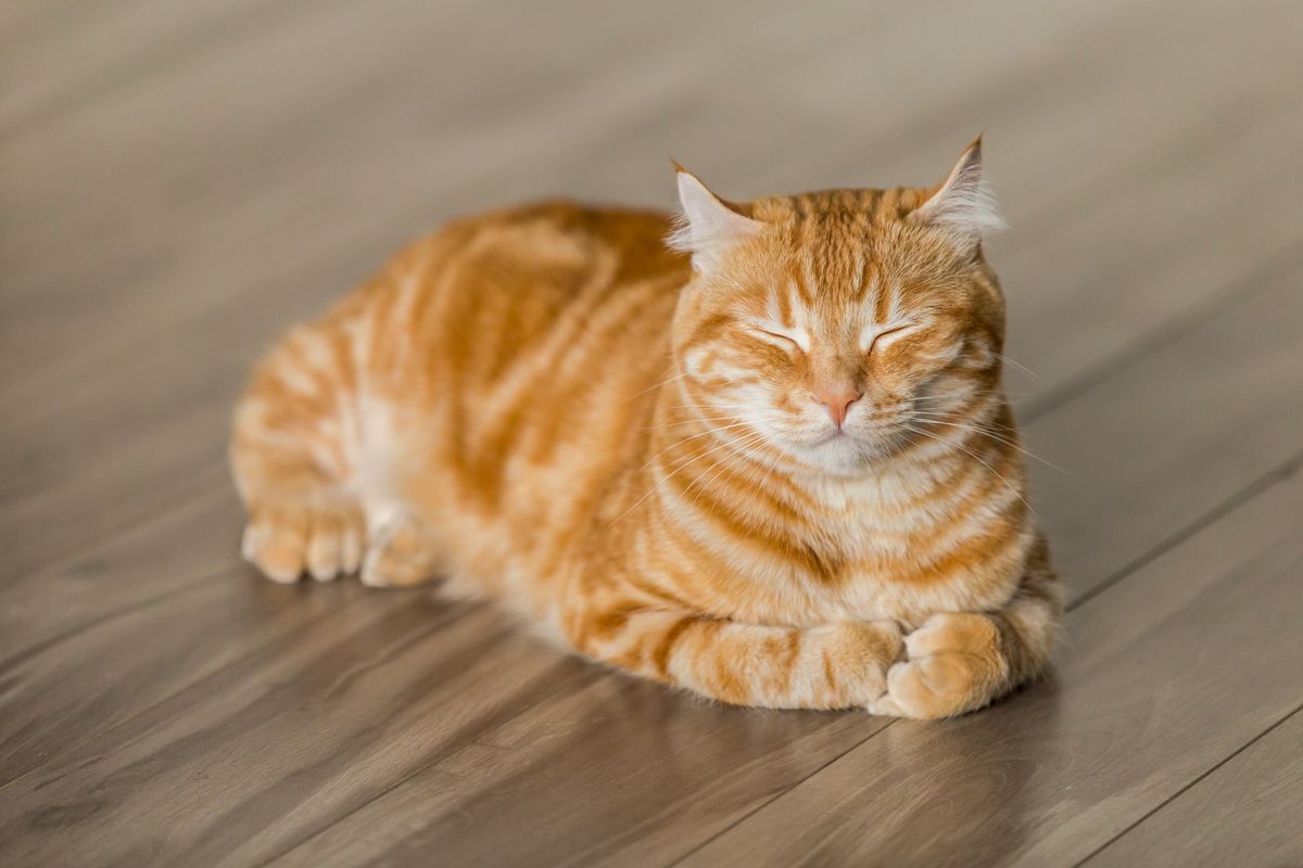 A cat laying on the ground