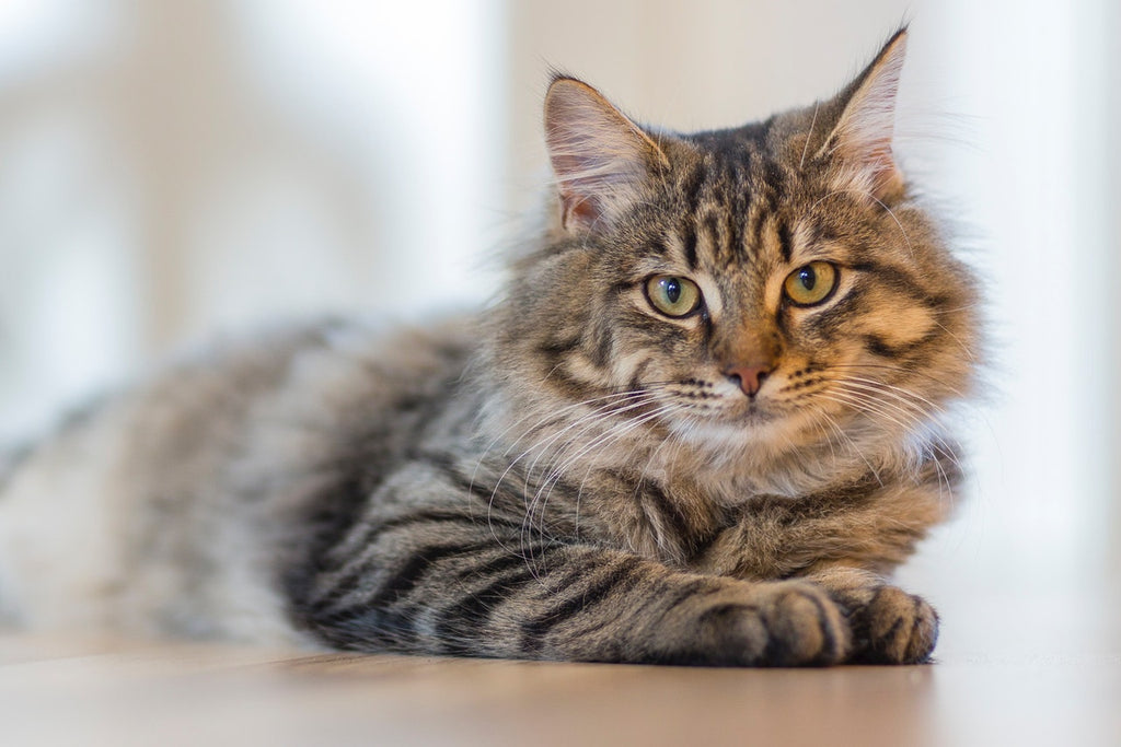 A grey and black tabby cat sitting on the floor - Best CBD Oil for Cats