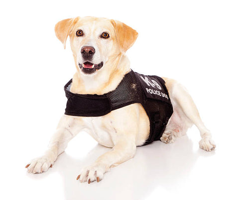 A happy yellow labrador dog wearing a police vest