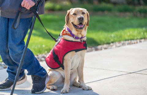 A yellow Labrador retriever trained as a disability assistance service dog sitting down next to disabled owner using crutches