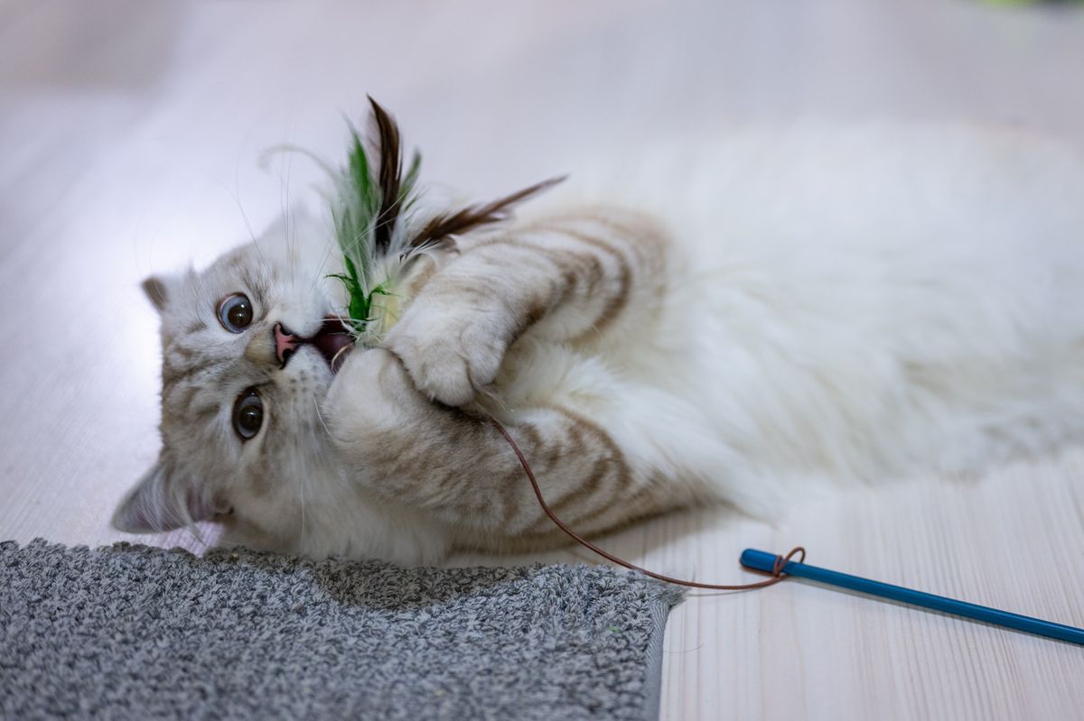 Cat playing - Best Catnip