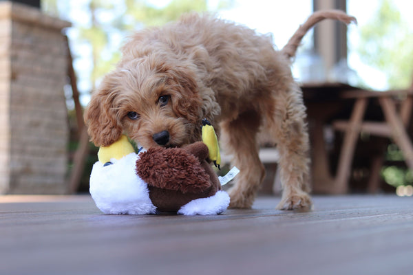 Cavapoo