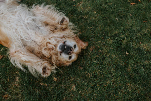 Dog lying down the grass