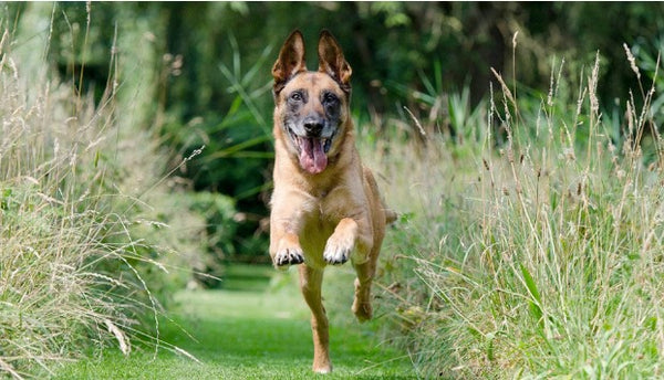 German Shepherd Running - Dog Probiotics