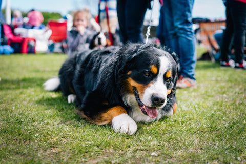 Dog lying down on the grass during a dog show