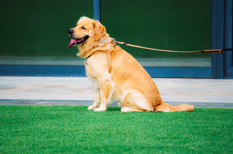 Dog sitting on the grass