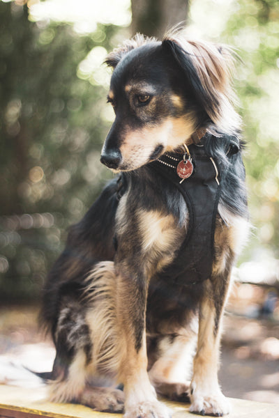 A cute dog sitting in the forest - Best Dog Collar 2023