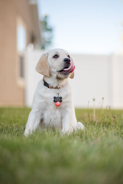 A dog sitting on the grass - Why is My Dog Acting Scared