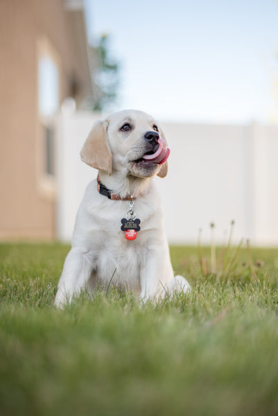 White Dog With Collar - Best Dog Collar 2023
