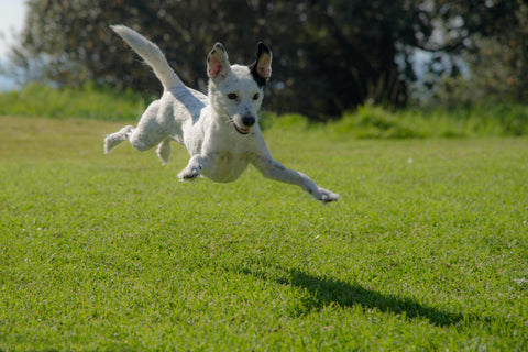 Dog jumping on the park