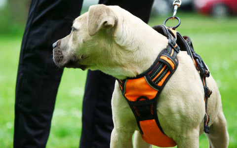 Labrador with orange harness