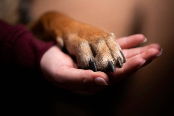 Dog Paw and Hands