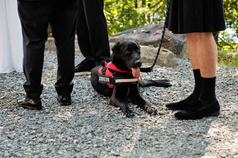 service dog at wedding ceremony
