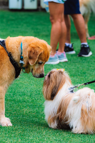 Two different dog breeds on a dog show