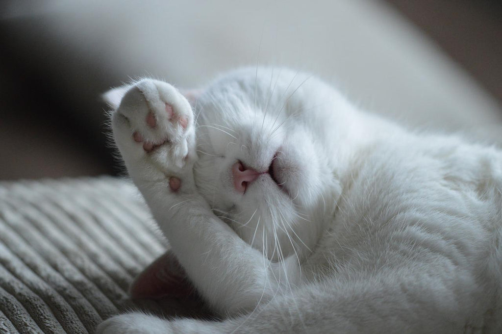White cat scratching its face while sleeping