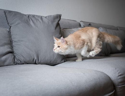 A cat running across a couch.