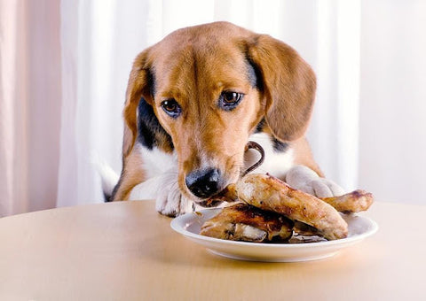 Dog chewing chicken bone on a plate.