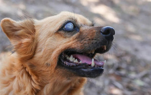 A dog with cloudy eyes.