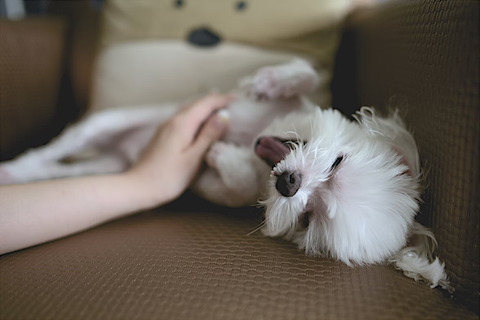 A small white dog getting his belly rubbed.