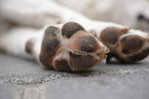 A close-up of a dog’s paws.