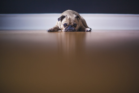 nervous pug laying on a wooden floor