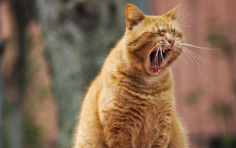 Orange cat yawning.