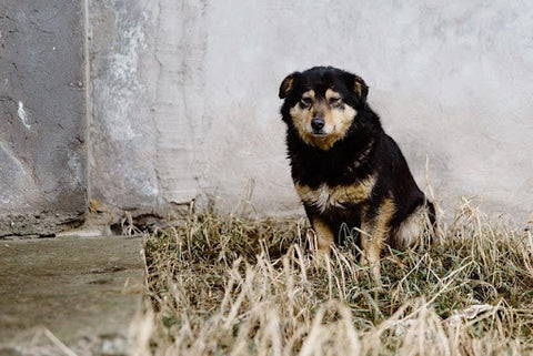 Angry isolated dog