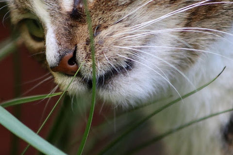  A Cat Sniffs Grass Before Taking A Taste