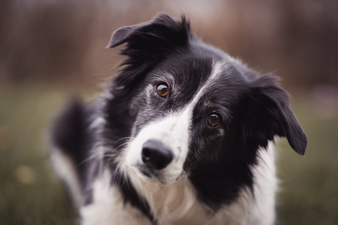 A black and white dog looking at the camera. | Apoquel vs. CBD for Dogs