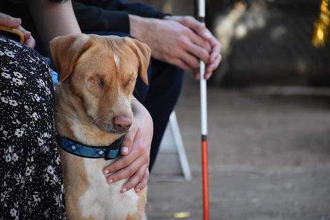 A blind dog being held by their owner.