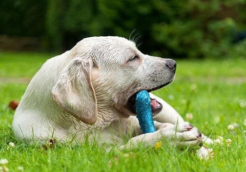 A dog lying in the grass and chewing on a synthetic toy.