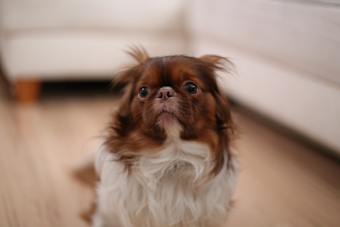 nervous toy dog breed sitting on a wooden floor