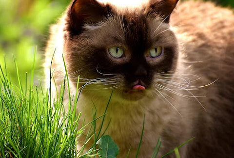 A cat sticks its tongue out while examining grass