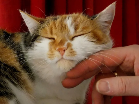 human gently stroking a calm white, orange and black cat