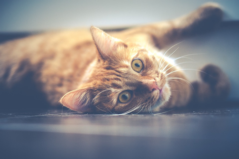 Orange Tabby cat relaxing on floor.