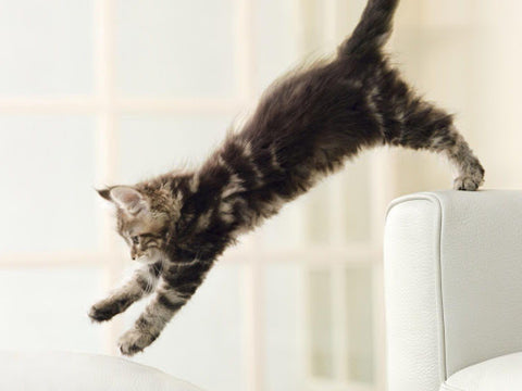 A kitten leaping off the arm of a couch.