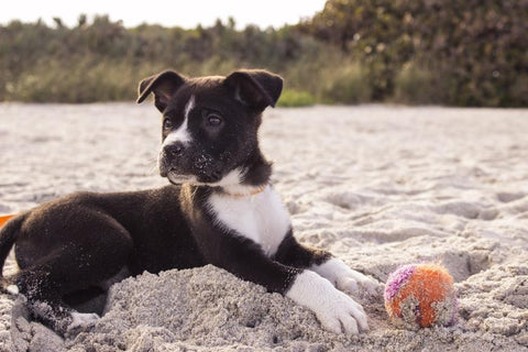 puppy at the beach