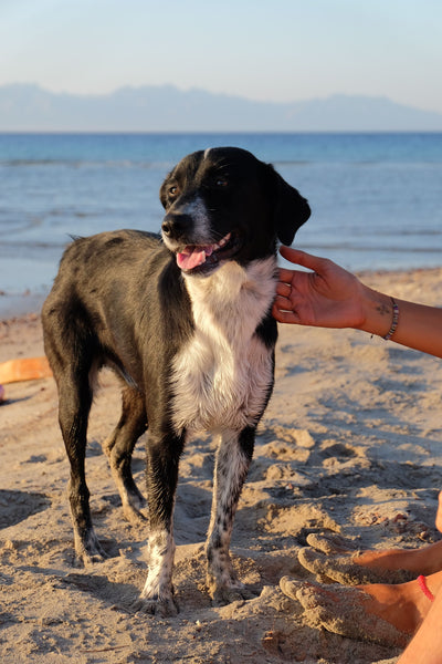 Dog on the beach - Why is My Dog Ignoring Me?