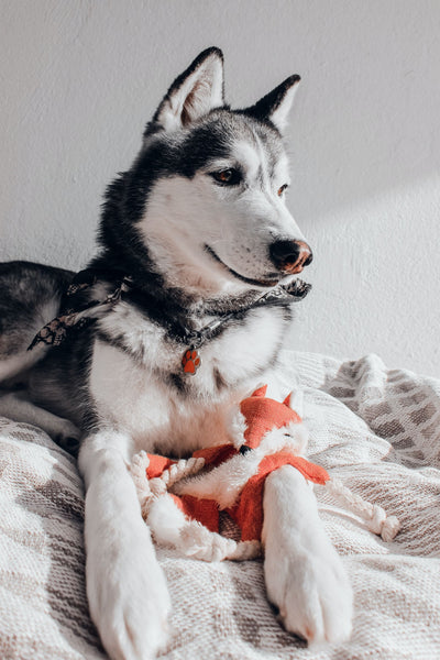 Cute siberian husky - Can Dogs Eat Sushi?